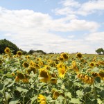 A classic French countryside view