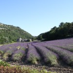 The fields as you approach the Abbey